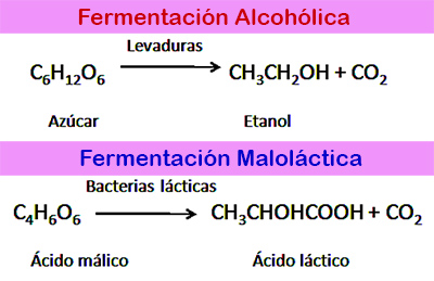 En la conversión del mosto en vino se producen dos tipos de fermentaciones: Fermentación alcohólica y fermentación maloláctica.