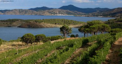 Resultados de los vinos de DO Empordà en la guía Peñín