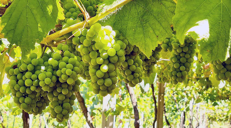37,5 millones de kilos de uva se esperan para la vendimia de la DO Rías Baixas