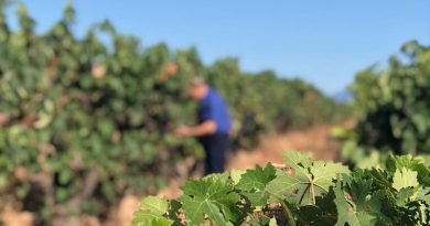 DOCa Rioja realiza el control de maduraciónn de la uva para determinar la fecha del comienzo de la vendimia 2020