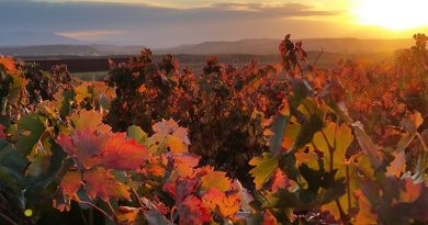 Nuevo gran hito de Viñedos Singulares para Rioja y ya cuenta con más de cien. Cuando un viñedo es galardonado con esta singularidad cumple con los requisitos del Ministerio de Agricultura, Pesca y Alimentación.