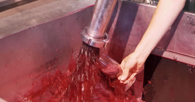 Cosecha 2020 Histórica en Jumilla después de un año en el que los acontecimientos no han estado, precisamente, a favor del sector del vino.